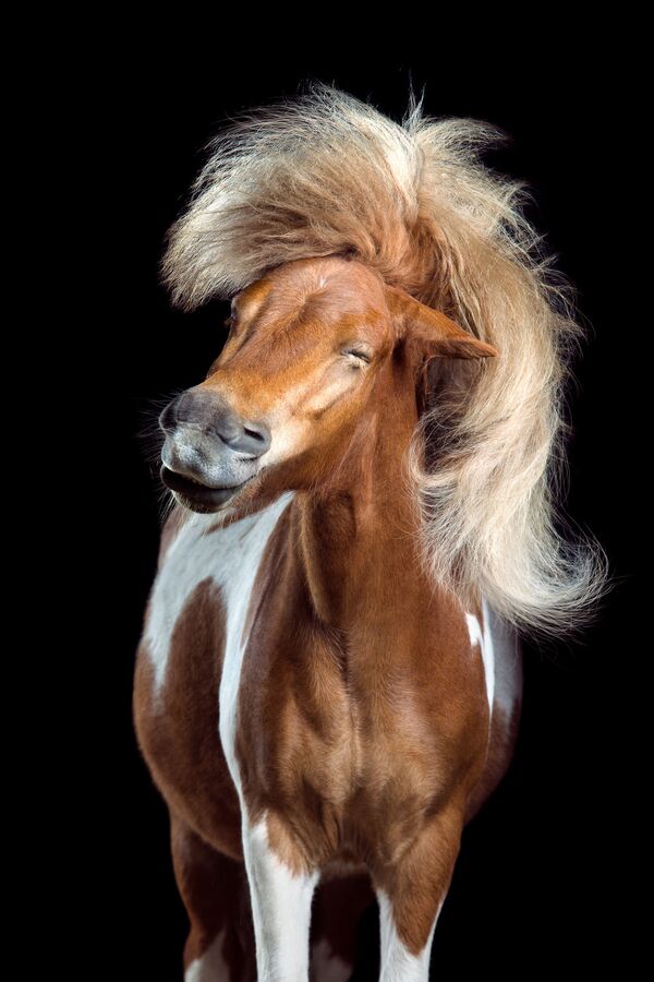 Снимок из серии Horsestyle немецкого фотографа Wiebke Haas из категории Natural World & Wildlife (Professional), вошедший в шортлист фотоконкурса 2018 Sony World Photography Awards Снимок из серии Horsestyle немецкого фотографа Wiebke Haas из категории Natural World & Wildlife (Professional), вошедший в шортлист фотоконкурса 2018 Sony World Photography Awards - Sputnik Латвия