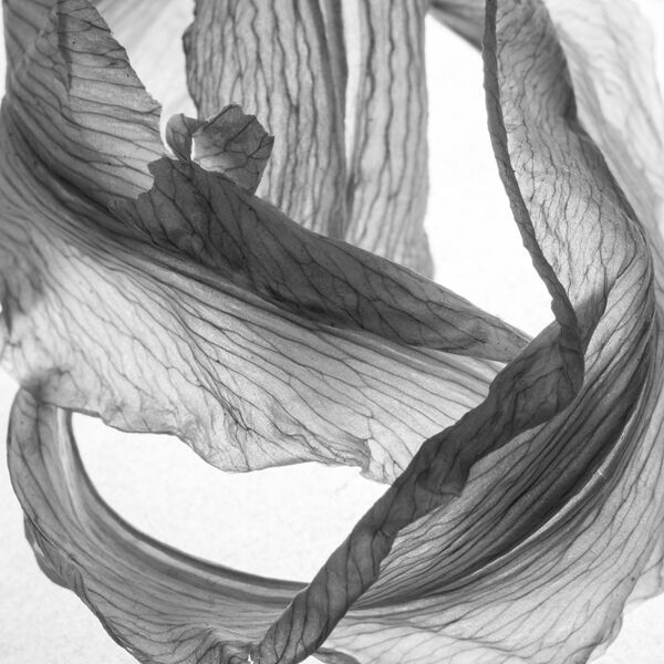 Снимок из серии Dead Lilies японского фотографа Seizo Mori из категории Still Life (Professional), вошедший в шортлист фотоконкурса 2018 Sony World Photography Awards Снимок из серии Dead Lilies японского фотографа Seizo Mori из категории Still Life (Professional), вошедший в шортлист фотоконкурса 2018 Sony World Photography Awards - Sputnik Латвия