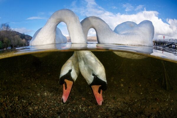 Снимок Love Birds британского фотографа Grant Thomas, победивший в категории British Waters конкурса подводной фотографии 2018 Underwater Photographer of the Year - Sputnik Латвия