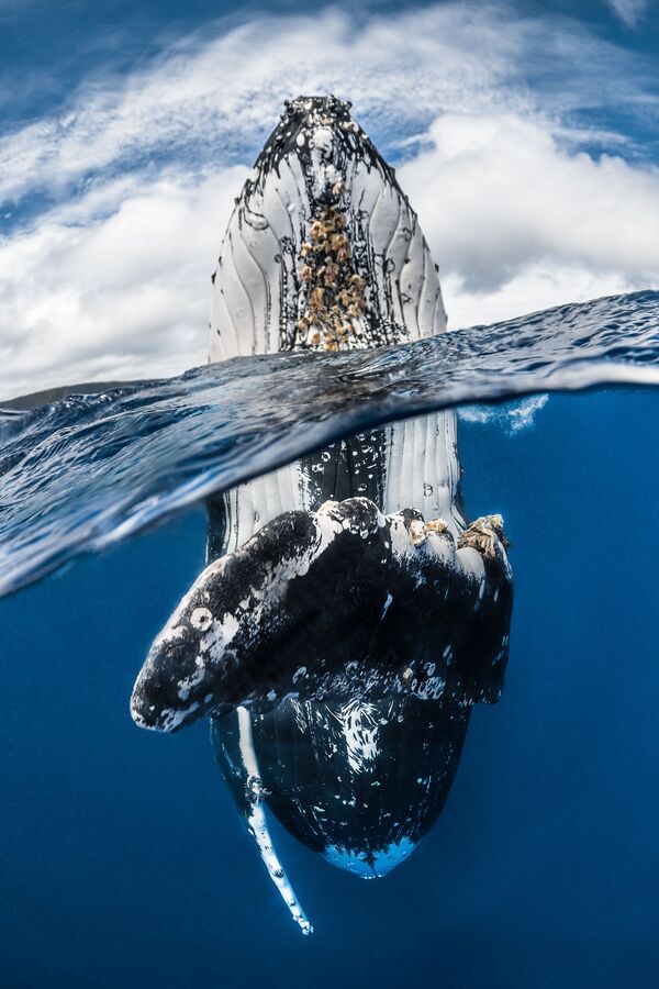 Снимок Humpback whale spy hopping французского фотографа Greg Lecoeur, занявший первое место в категории Wide Angle конкурса подводной фотографии 2018 Underwater Photographer of the Year - Sputnik Латвия