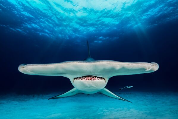 The Best from Underwater Photographer of the Year 2018 The Best from Underwater Photographer of the Year 2018 - Sputnik Латвия