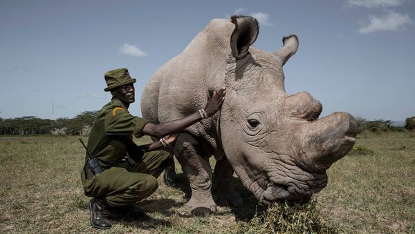 Носорог Судан со смотрителем заповедника - Sputnik Latvija