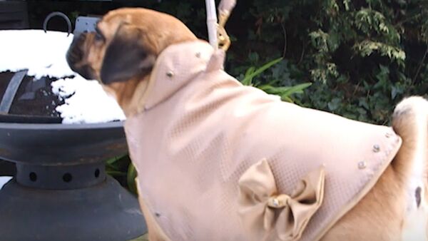 Dzīvot skaisti nevar aizliegt: briti pašuvuši suņiem apģērbu no zelta - Sputnik Latvija