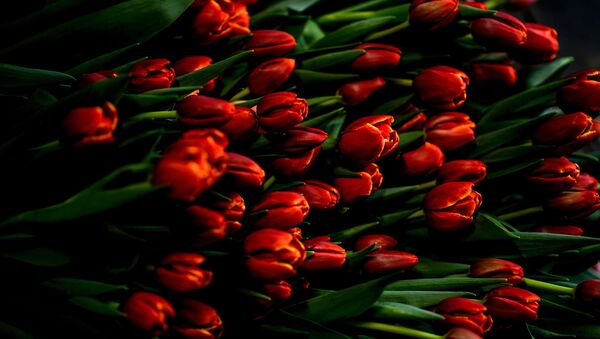 Тюльпаны. Архивное фото - Sputnik Латвия