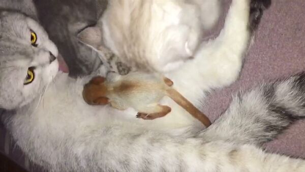 В Алма-Ате кошка усыновила новорожденного бельчонка - Sputnik Латвия