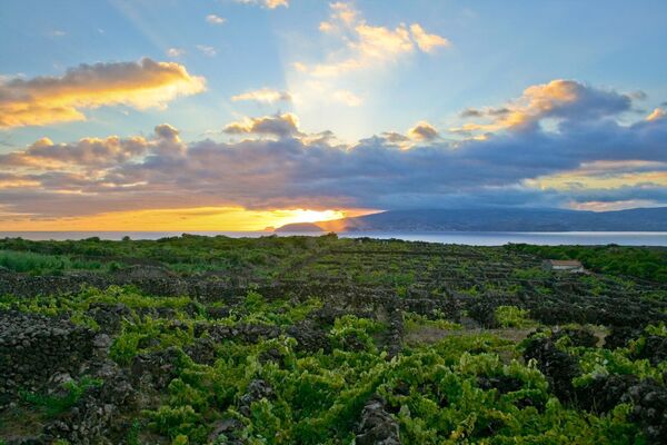 Vīnogulāju ainava Piku salā – Azoru arhipelāgā. Vietējie vīnogulāji aizņem gandrīz tūkstoš hektārus. Tos šeit kopj kopš XV gs. UNESCO sarakstā iekļauta 2004. gadā. - Sputnik Latvija