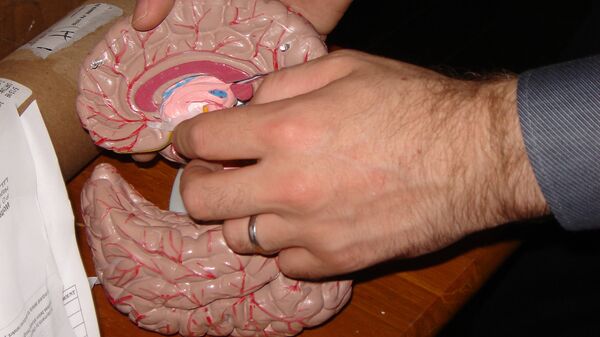 Макет мозга. Архивное фото - Sputnik Latvija