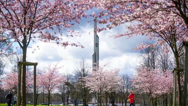 Памятник Освободителям и цветущая сакура в Парке Победы в Риге - Sputnik Latvija
