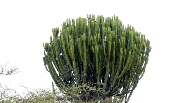 Sukulents (Euphorbia candelabrum) - Sputnik Latvija