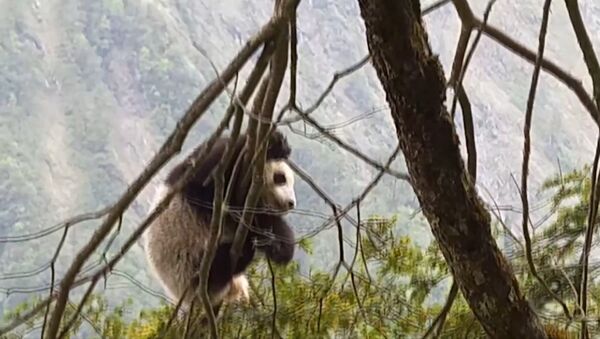 Детеныш дикой панды был впервые обнаружен  в китайском заповеднике Вулонг - Sputnik Латвия
