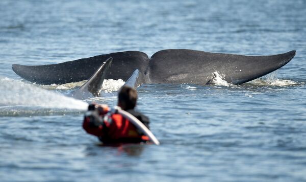 Хвост финвала, или сельдяного кита, рядом с членом спасательной команды в водах полуострова Ютландии - Sputnik Латвия
