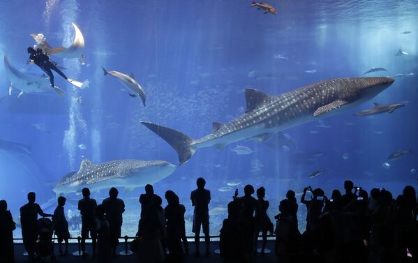 Apmeklētāji vēro vaļhaizivis Turaumi akvārijā Okinavas salā Japānā. 60 cm biezās akvārija sienas ir veidotas no akrila - Sputnik Latvija
