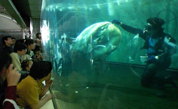 Кормление обыкновенной луны-рыбы в аквариуме в Токио - Sputnik Латвия