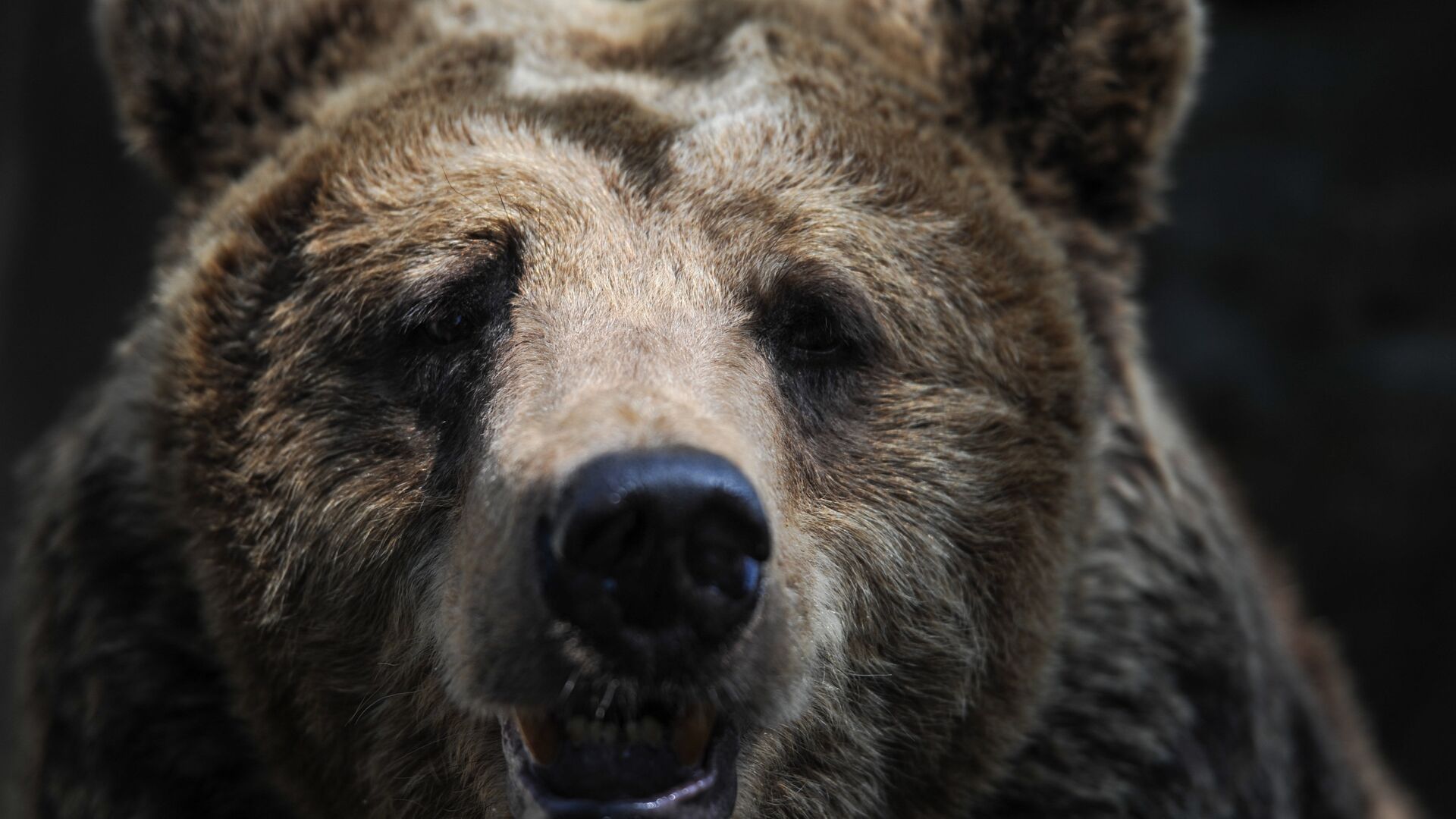 Бурый медведь в зоопарке Калининграда. - Sputnik Латвия, 1920, 24.03.2022