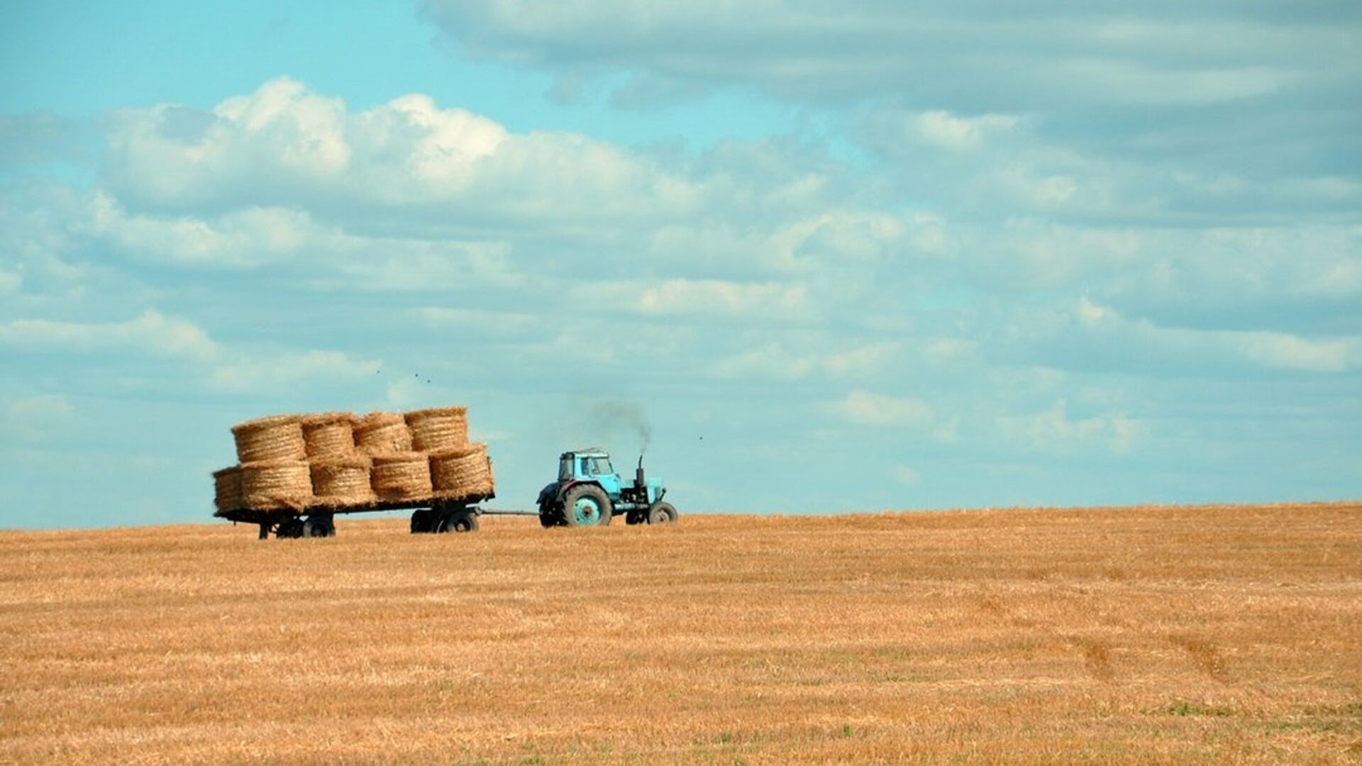 Трактор на поле собирает пшеницу - Sputnik Латвия, 1920, 02.11.2022