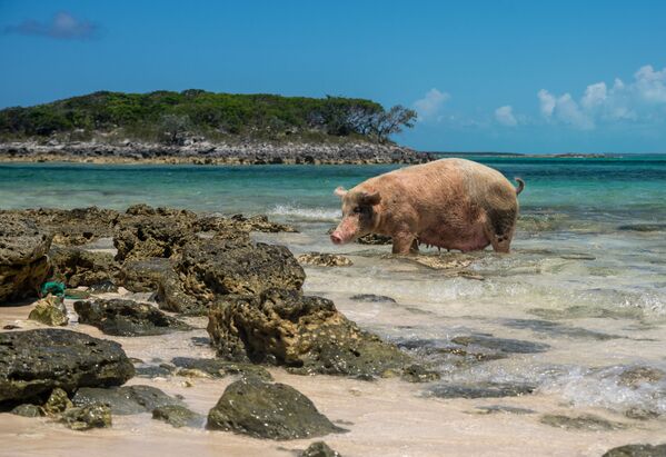 На Багамах один из райских островков оккупировали свиньи - Sputnik Латвия