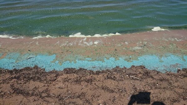 Сине-зеленые водоросли на пляже в Риге - Sputnik Latvija