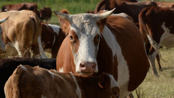 Коровы мясо-молочной породы в фермерском хозяйстве - Sputnik Latvija