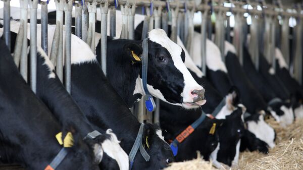 Коровы на молочно-товарной ферме - Sputnik Latvija