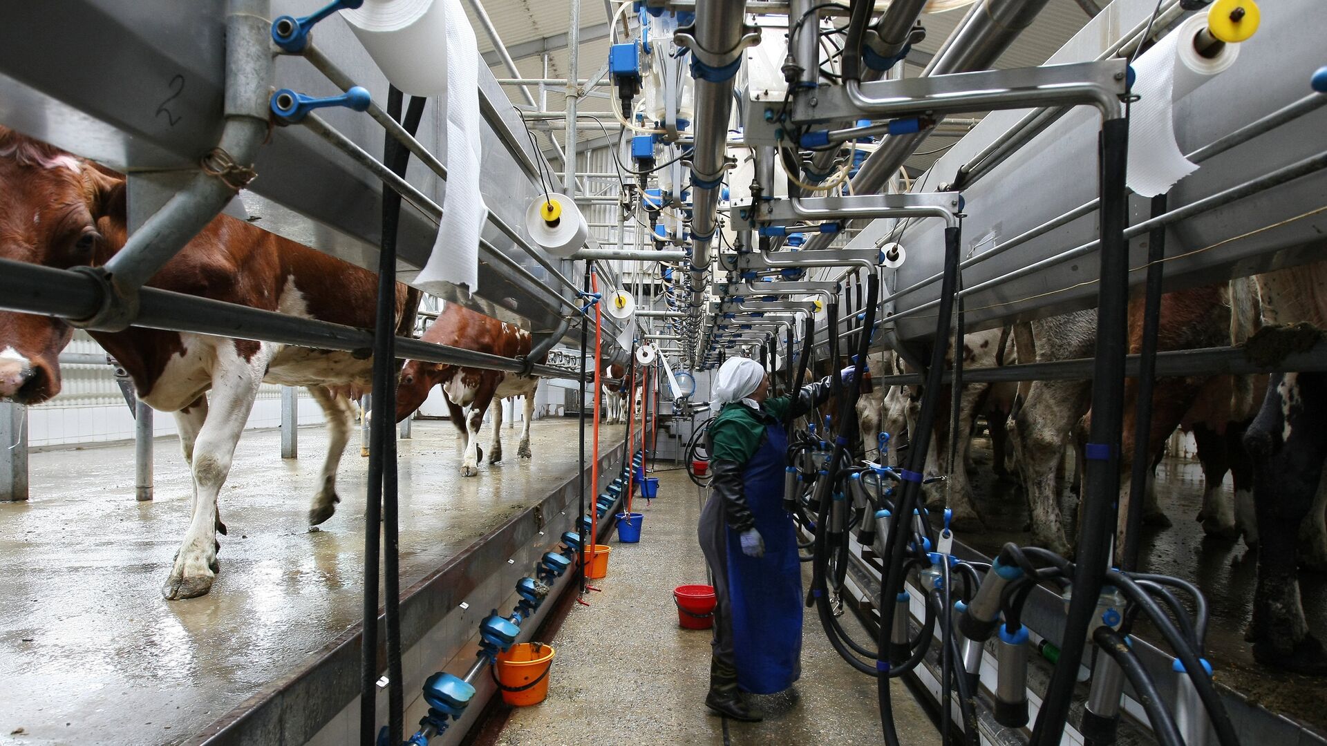 Коровы во время дойки на молочно-товарной ферме - Sputnik Латвия, 1920, 02.08.2023