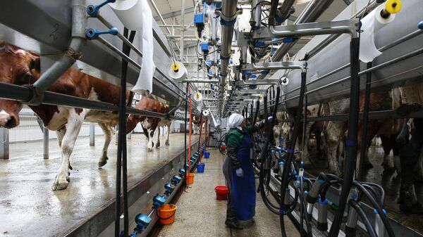 Коровы во время дойки на молочно-товарной ферме - Sputnik Латвия