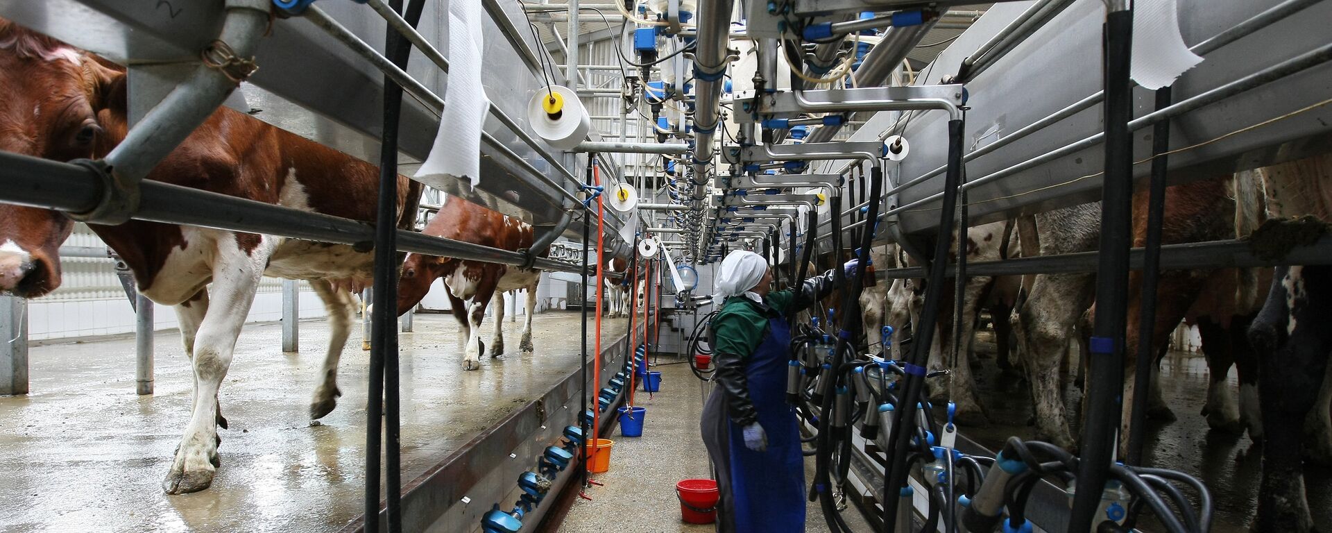Коровы во время дойки на молочно-товарной ферме - Sputnik Латвия, 1920, 05.01.2022