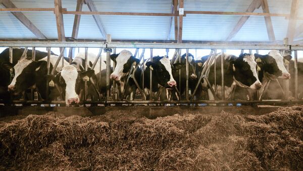 Коровы в стойле животноводческого комплекса - Sputnik Латвия
