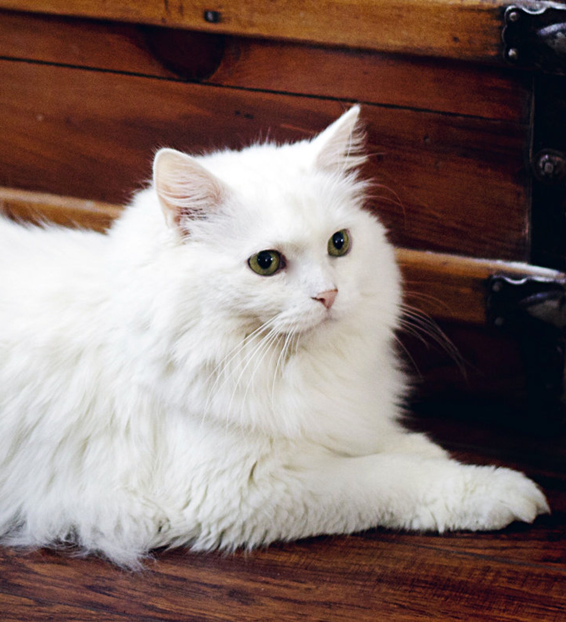 Какая порода белых котов. Сибирская ангорская кошка. Сибирский кот белый. Сибирская длинношерстная кошка. Сибирская ангора кошка белая.