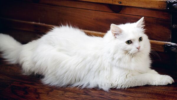 Белая кошка - Sputnik Латвия