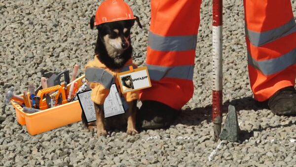 Собака-бригадир уже 8 лет следит за ремонтом дорог - Sputnik Латвия