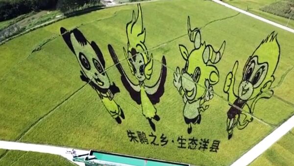 В Китае рассказали, как появляются картины на рисовых полях - Sputnik Latvija