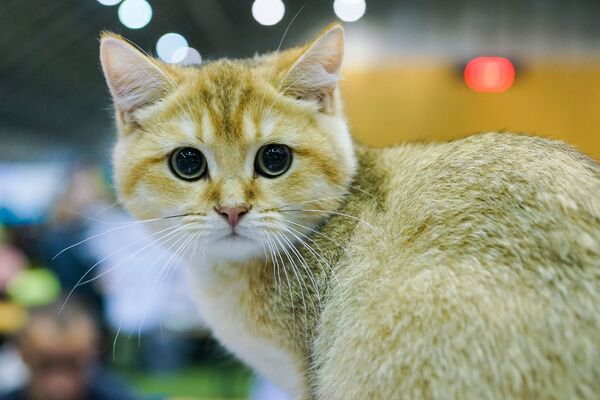 Fotogrāfijā – britu kaķis - Sputnik Latvija