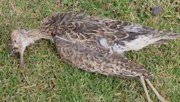 Массовое самоубийство птиц в Эквадоре - видео - Sputnik Латвия