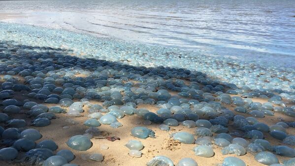 Голубые медузы на пляже залива Десепшен Бэй в Квинсленде, Австралия - Sputnik Латвия