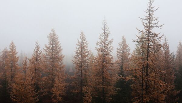 Migla mežā. Foto no arhīva - Sputnik Latvija