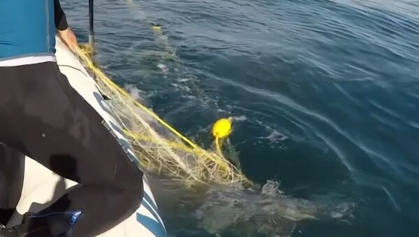 Спасатели достали детеныша кита из рыболовной сети - видео - Sputnik Латвия