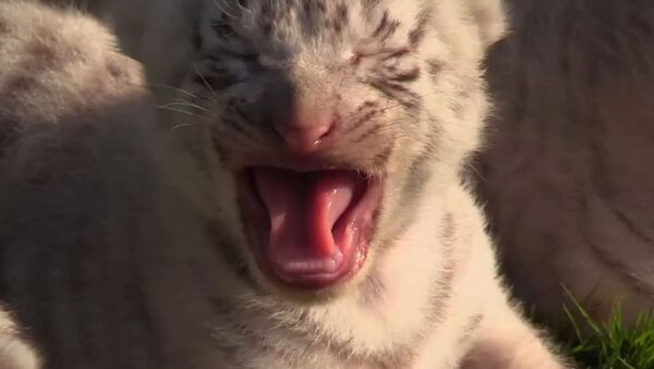 Редкие белые тигрята родились в Крыму - видео - Sputnik Латвия